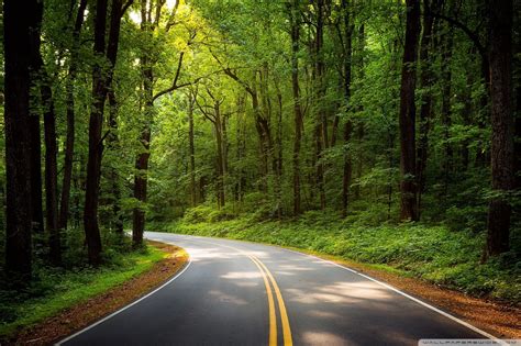 Green Forest Trees Road Hd Wallpapers Wallpaper Cave