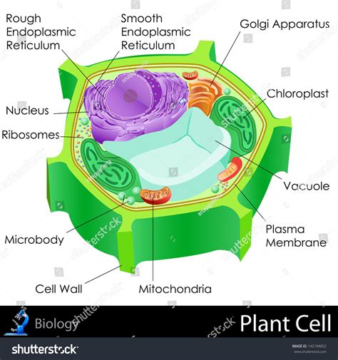 Albums 90 Wallpaper The Matured Ovary Of A Plant Is A Completed