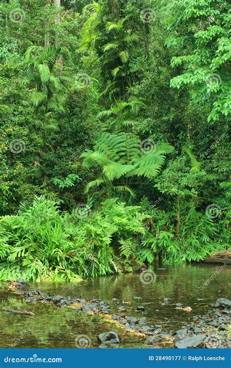 Jungle Creek Stock Image Image Of Pristine Green Natural 28490177