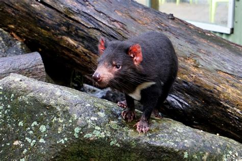 Tasmanian devil is an endangered marsupial from the island of tasmania, which is located below mainland australia. 10 Tasmanian Devil facts you need to know - Sightseeing ...