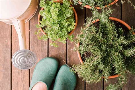 Easy Tips for Growing Herbs in Containers