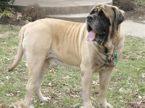 English Mastiff Info Temperament Life Expectancy Puppies Pictures