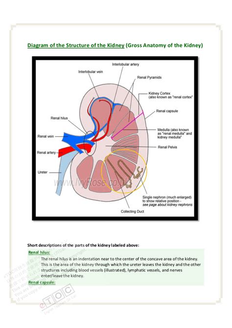 Gross Anatomy Of The Kidney