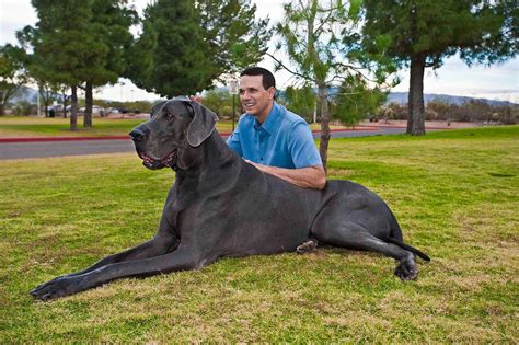 Amazing World Giant George The Tallest And The Largest In The World