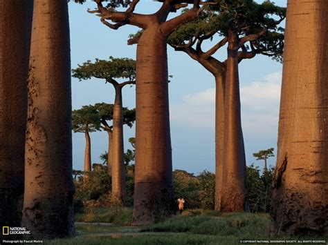 Baobab Trees In South Africa Hluhluwe Game Reserve