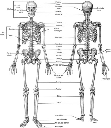 Skeletal System Printable