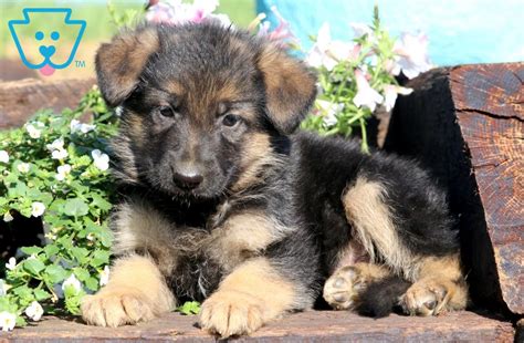 Are you looking for free german shepherd puppies in florida or the rest of the united states? German Shepherd Puppies For Sale On Craigslist
