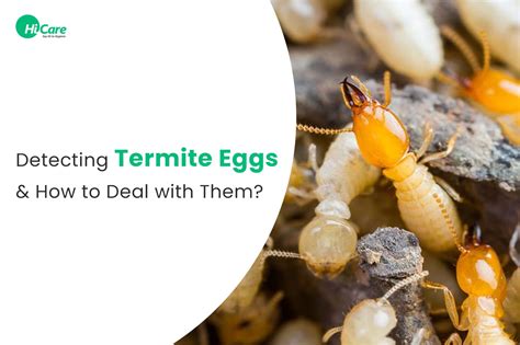 How To Detect Termite Eggs And Prevent Your Home From Termites