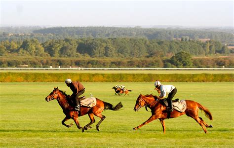 The Hallowed Gallops Discover Newmarket Discover Newmarket