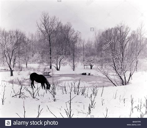Black And White View Of A Snowy Winter Scene Of Lone Horse
