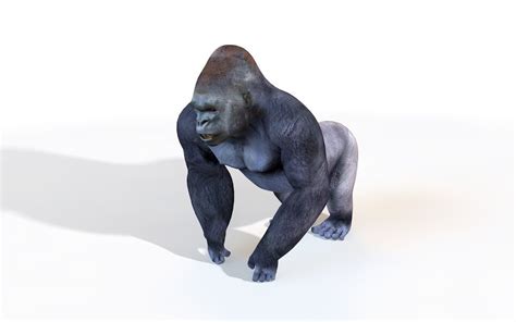 Gorilla Rigged 3d Cgtrader