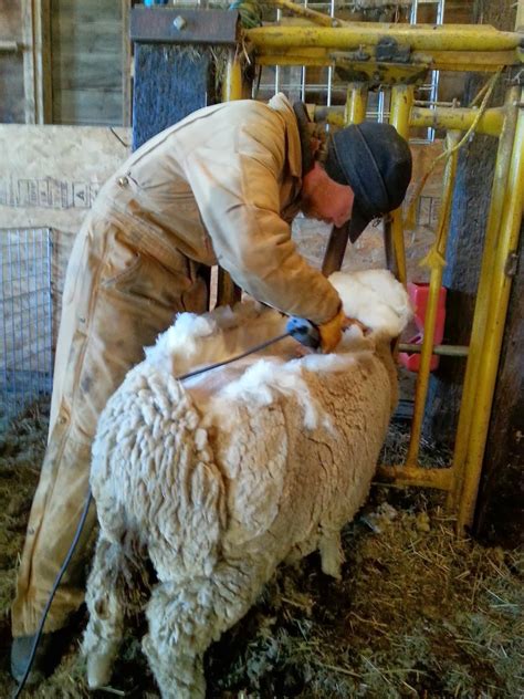Wool Production Carries On At Tronstad Ranch Wyoming Public Media