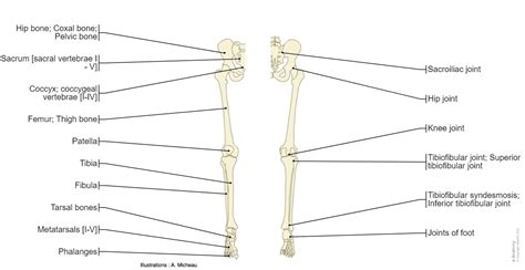 Lower Limb Skeletal Anatomy