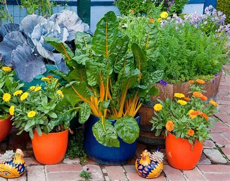 Best Vegetables To Grow In Pots Most Productive Vegetables For