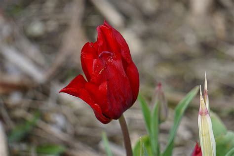 Red Tulip Free Stock Photo Public Domain Pictures