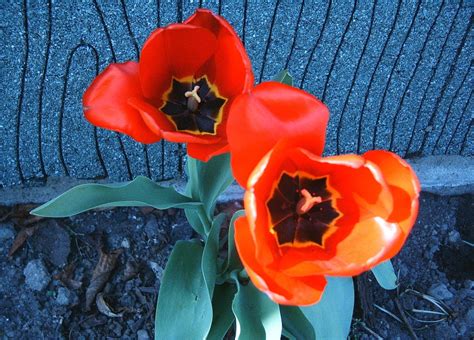 Red Flowers Free Photo Download Freeimages