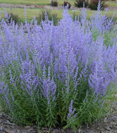 Perovskia A Blue Jean Baby Blue Jean Baby Russian Sage From Prides