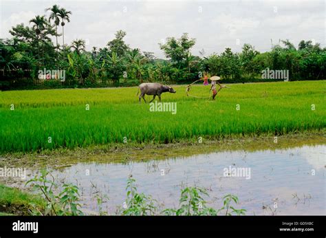 Assam Paddy Fields Hi Res Stock Photography And Images Alamy