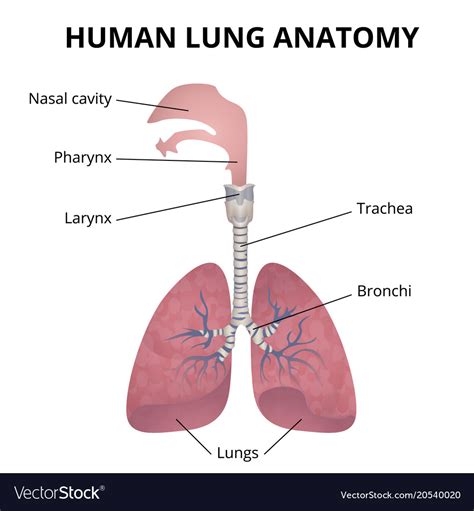 Human Respiratory System Royalty Free Vector Image