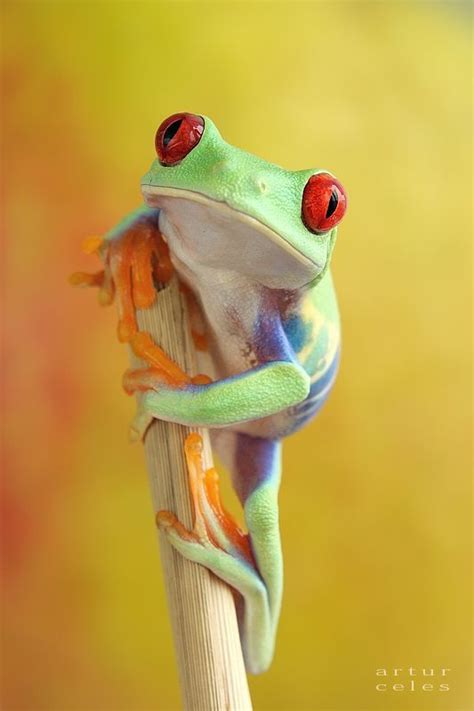 Pin By Ellen Bounds On My Mama Loved Frogs Frog Cute Frogs Red Eyed