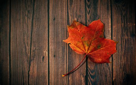 Download Wallpaper 3840x2400 Maple Leaf Leaf Maple Wood 4k Ultra Hd