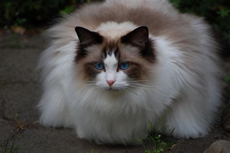 Fluffy Cat Ragdoll Wallpapers And Images Wallpapers Pictures Photos