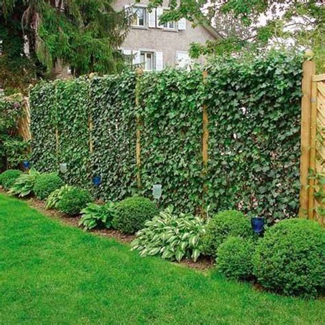 Best Privacy Fence Plants For Small Space Home Decorating Ideas
