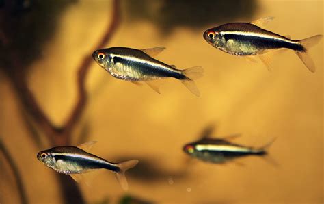 Black Neon Tetra Aquarium Fish Feeding And Breeding
