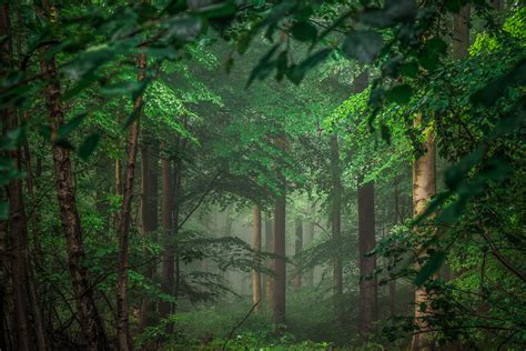 Misty Green Forest