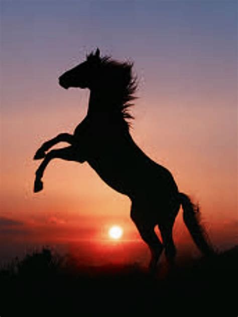 Black Horse Rearing In Sunset
