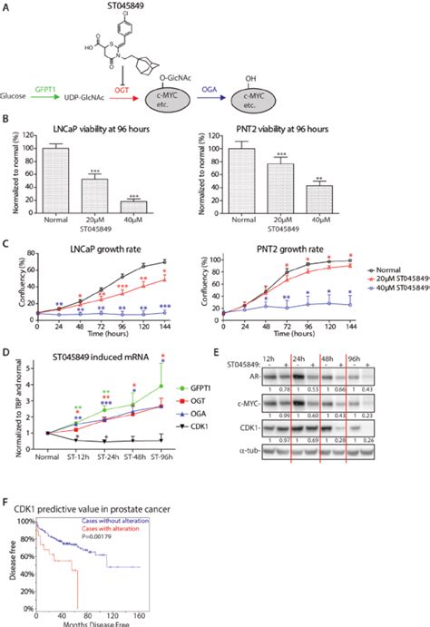Effects Of Ogt Inhibition On Cell Viability And Establishment Of The