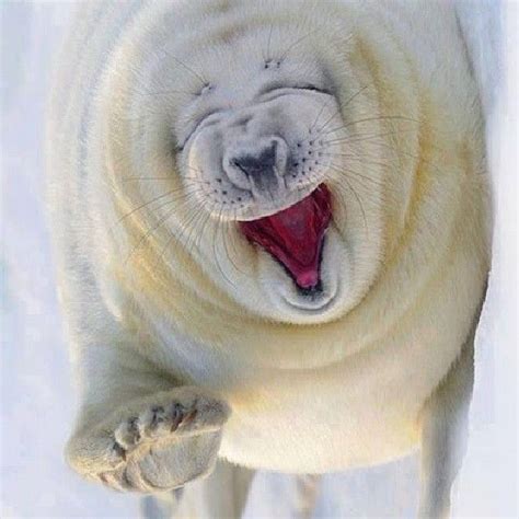 Polar Bear Laughing Funny Stuff Pinterest