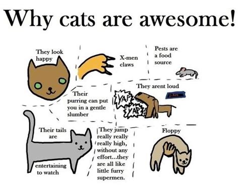 why we love cats