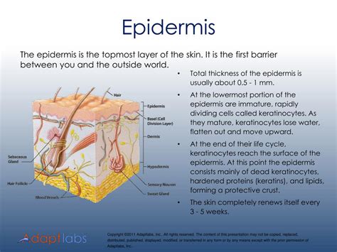 Ppt Anatomy Of Skin And Its Defense Breakdown And Fortification