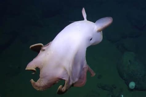 Rare Dumbo Octopus Shows Off For Deep Sea Submersible