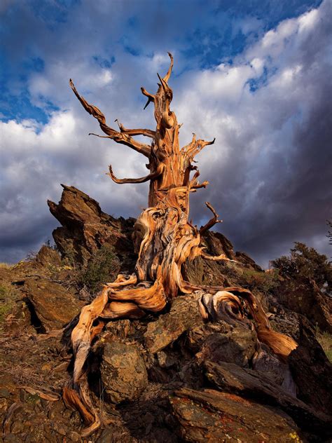 Bristlecone pine art tree roots photo pine tree art log | etsy. Bristlecone Pine Art Photography, Matted Print, Nature an ...
