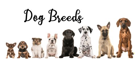 Dog Breeds Resources Surfnetkids