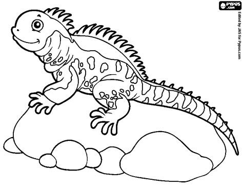 Iguana Coloring Page At Getdrawings Free Download