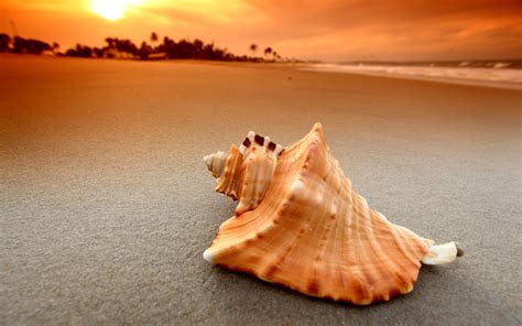 Seashells On The Beach Wallpaper 49 Images