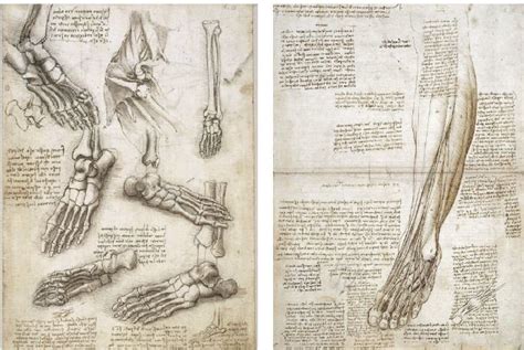 The Body According To Leonardo Da Vinci Max Planck Gesellschaft