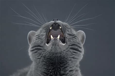 Studio Portrait Of Beautiful Grey Cat With Raised Head And Open Mouth