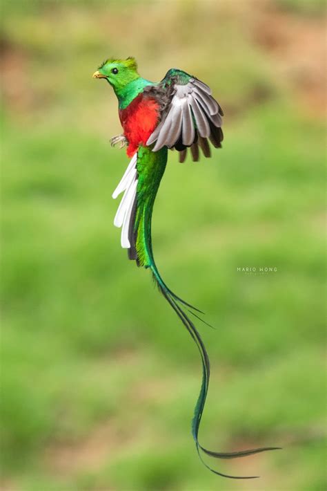 Resplendent Quetzal Beautiful Birds Unusual Animals Exotic Birds