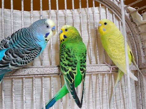 30 Minutes Budgies Parakeets Singing Chirping Reduce Stress Blood