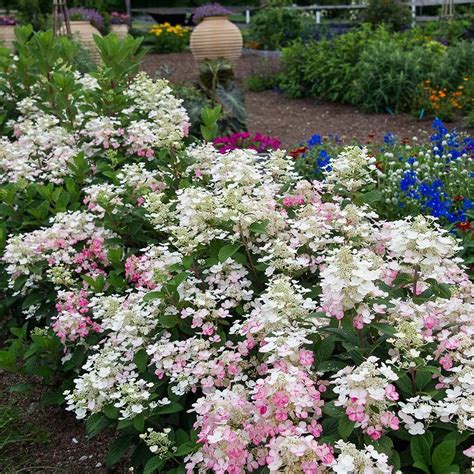 Hydrangeas For Small Spaces White Flower Farm Hydrangea Paniculata