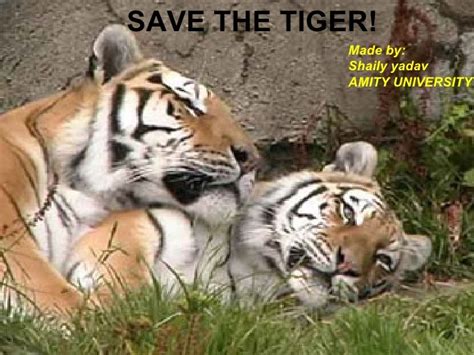 Save The Tiger