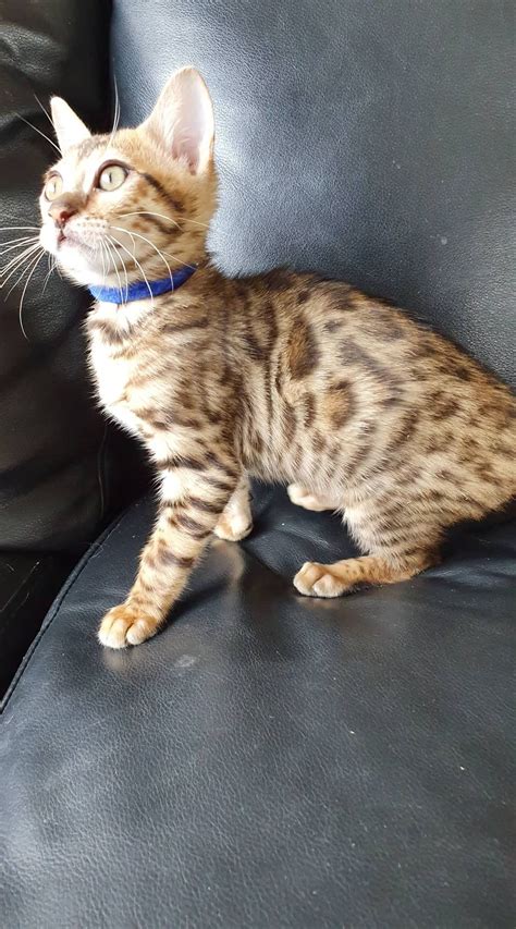 bengal kittens available in auckland — pride of eire bengals