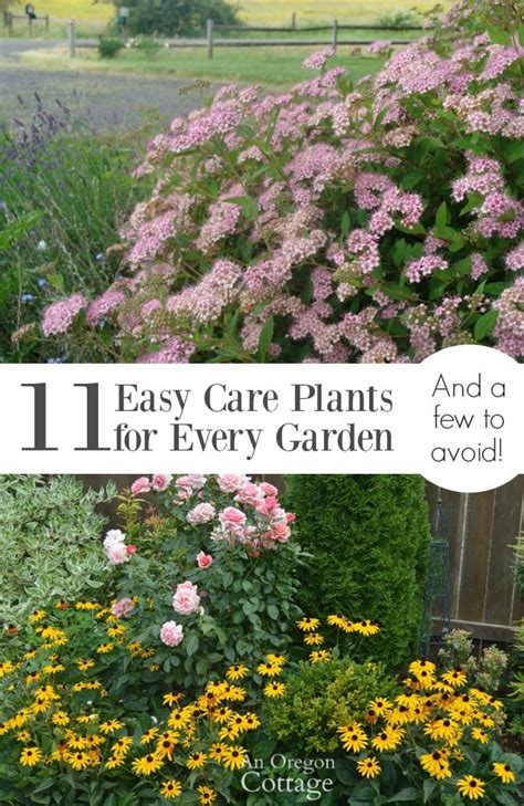 11 Easy Care Plants For Every Garden And A Few To Avoid An Oregon