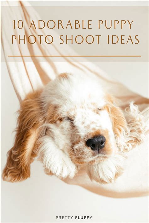 10 Adorable Puppy Photo Shoot Ideas Pretty Fluffy