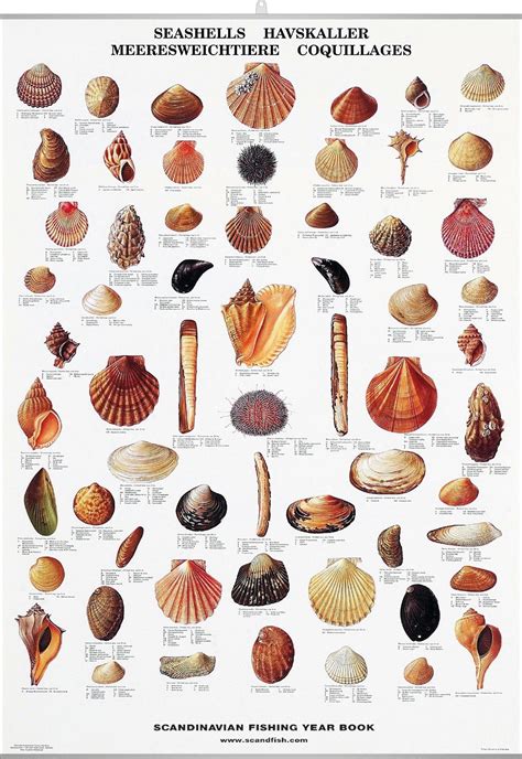 Seashell Poster Beautiful Chart With 62 Seashells