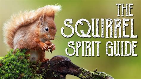 Squirrel Spirit Guide Ask The Spirit Guides Oracle Totem Animal